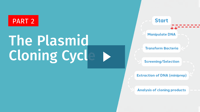 SG-the-plasmid-cloning-cycle-playbutton