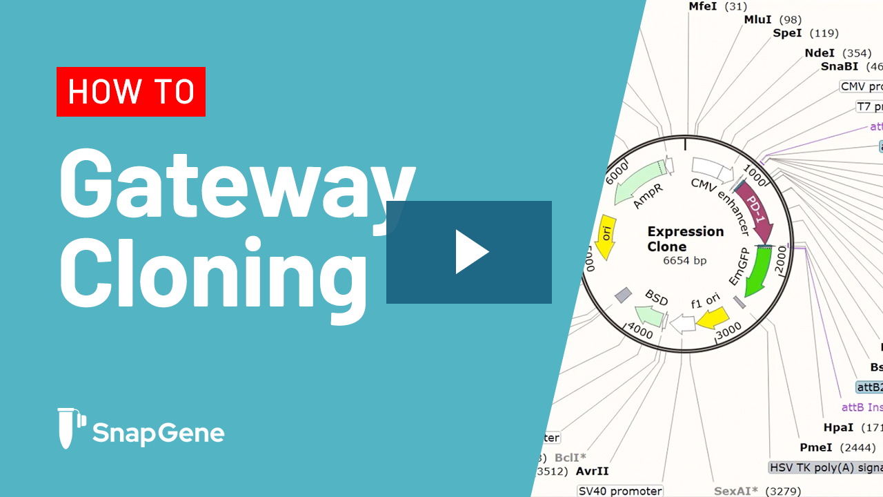 Restriction and Insertion Cloning in SnapGene