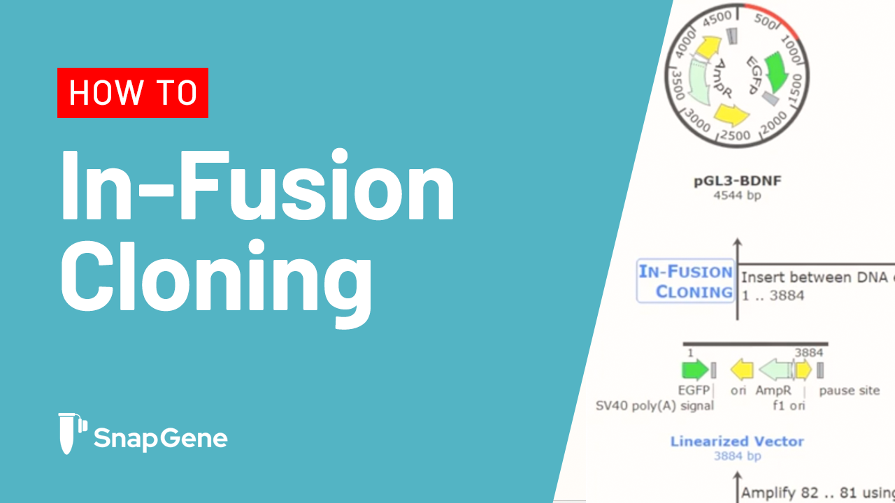 In-Fusion Cloning