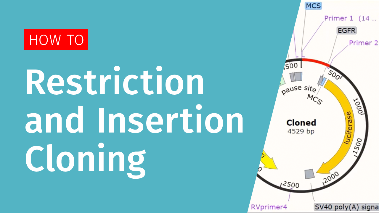 Restriction and Insertion Cloning in SnapGene
